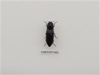 藏品(鞘翅目(三))的圖片